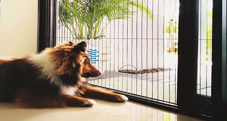 Sliding Screen Pet Door Repair in East Lake, FL