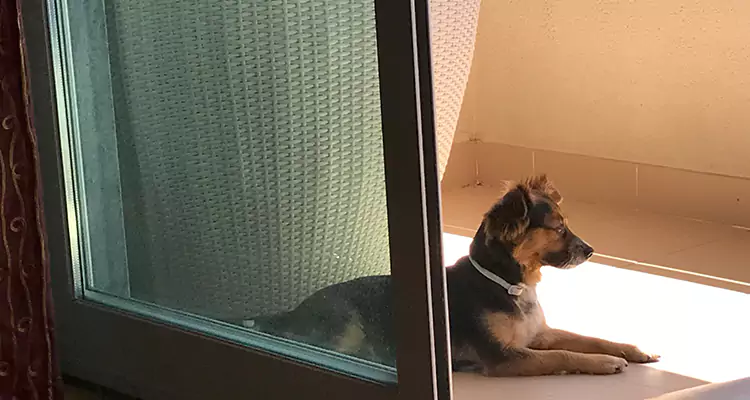 French Door Pet Screen Repair in East Lake, FL